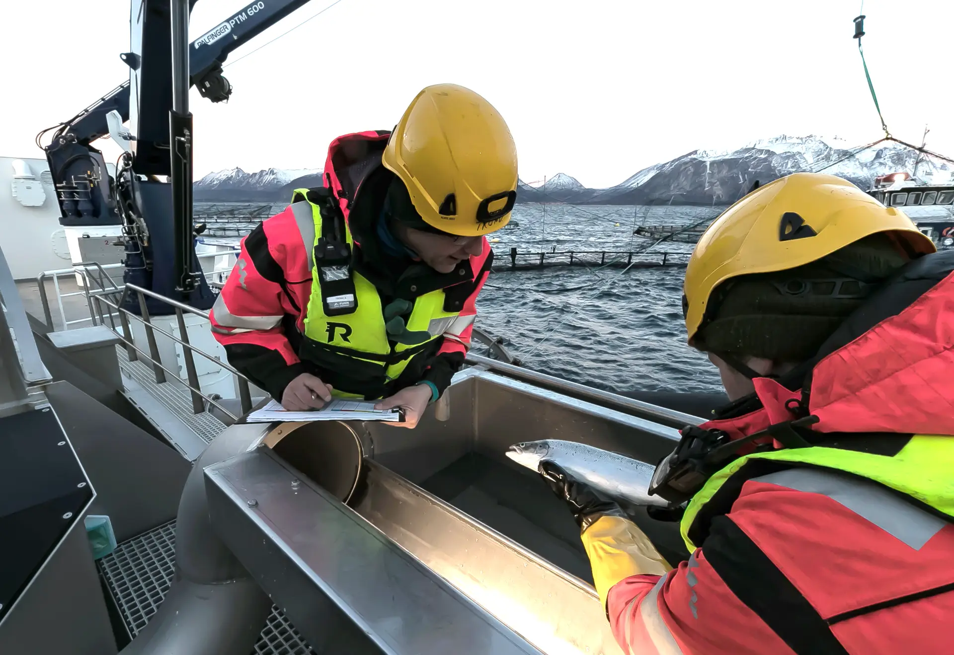 quality control salmon