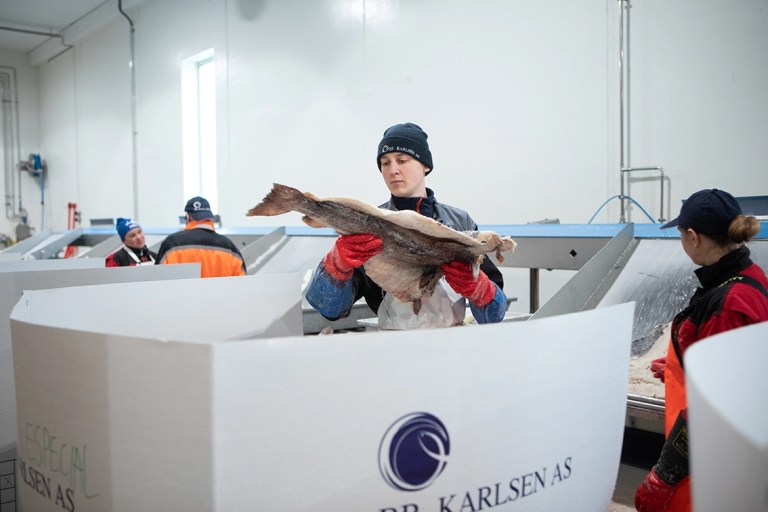 people stacking saltfish