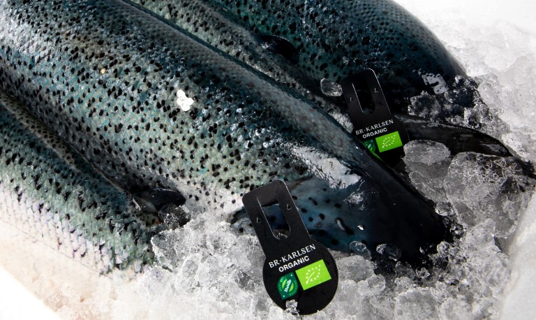 organic salmon in ice with tag