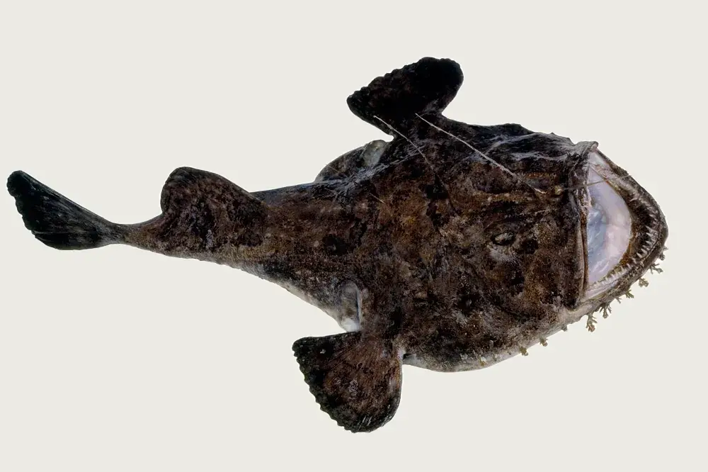 monkfish