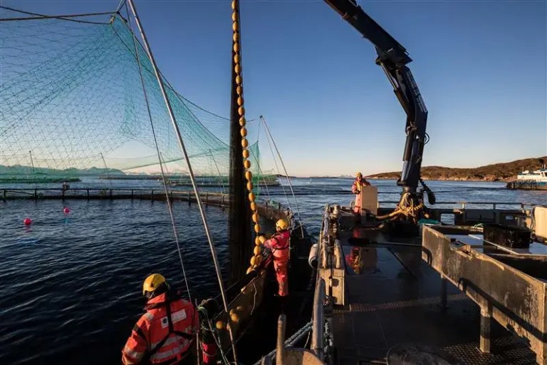 people working on the salmon pens